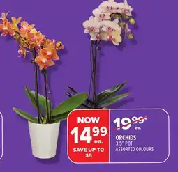 Metro ORCHIDS offer