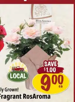 Farm Boy 4 Fragrant RosAroma offer