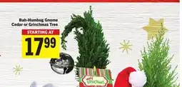 Foodland Bah-Humbug Gnome Cedar or Grinchmas Tree offer