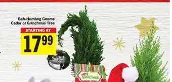 Foodland Bah-Humbug Gnome Cedar or Grinchmas Tree offer