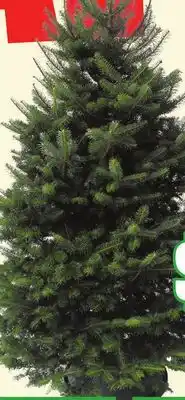 FreshCo Balsam Fir Trees 6-8 ft offer