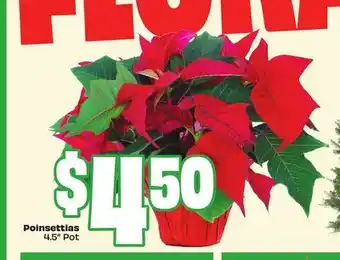 FreshCo Poinsettias 4.5 Pot offer