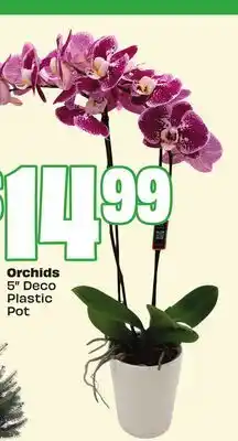 FreshCo Orchids 5' Deco Plastic Pot offer