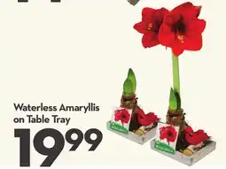 Longo's Waterless Amaryllis on Table Tray offer