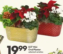 Longo's 8.5 Mini Oval Planter offer