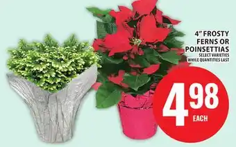 Food Basics 4 FROSTY FERNS OR POINSETTIAS offer