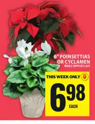 Food Basics 6 POINSETTIAS OR CYCLAMEN offer