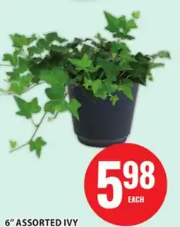 Food Basics 6 ASSORTED IVY offer