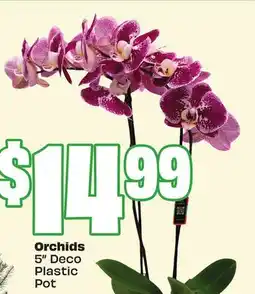 Chalo FreshCo Orchids 5 Deco Plastic Pot offer