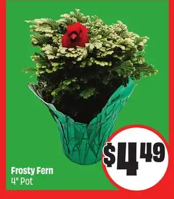 Chalo FreshCo Frosty Fern 4 Pot offer