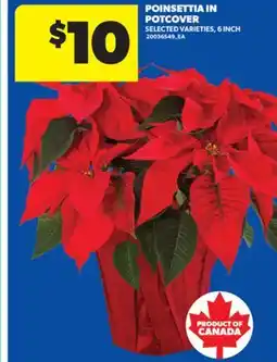 Real Canadian Superstore POINSETTIA IN POTCOVER, 6 INCH offer