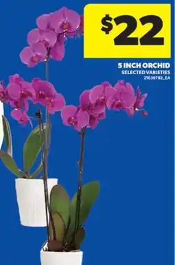 Real Canadian Superstore 5 INCH ORCHID offer