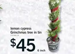 Fortinos LEMON CYPRESS GRINCHMAS TREE IN TIN offer