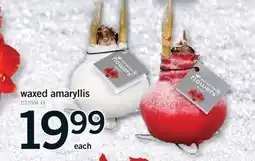 Fortinos WAXED AMARYLLIS offer