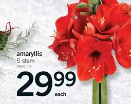 Fortinos AMARYLLIS offer