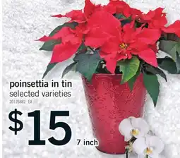 Fortinos POINSETTIA IN TIN, 7 inch offer
