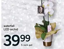 Fortinos WATERFALL LED ORCHID, 5 INCH POT offer