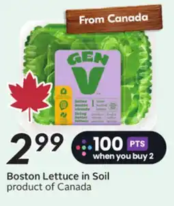 Sobeys Boston Lettuce in Soil offer