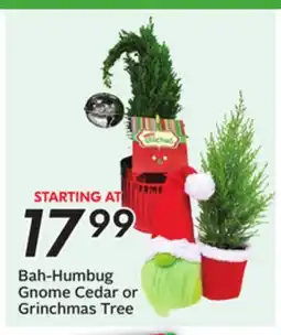Sobeys Bah-Humbug Gnome Cedar or Grinchmas Tree offer