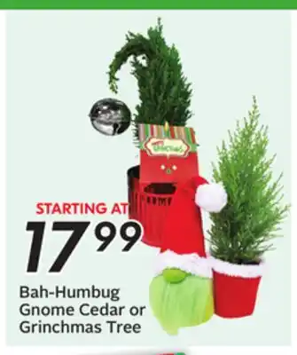 Sobeys Bah-Humbug Gnome Cedar or Grinchmas Tree offer