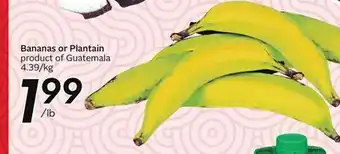 Sobeys Bananas or Plantain offer