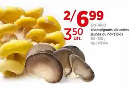 Avril champignons pleurotes jaunes ou noirs bios offer