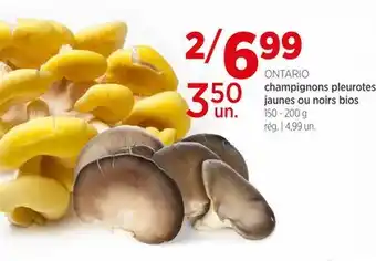 Avril champignons pleurotes jaunes ou noirs bios offer