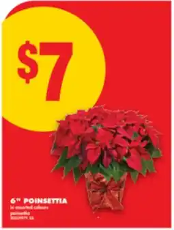 No Frills 6 POINSETTIA offer