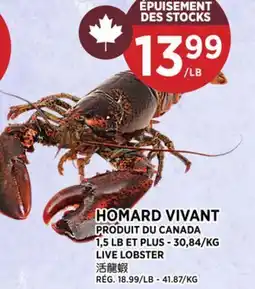 Kim Phat LIVE LOBSTER offer