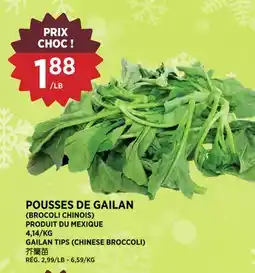 Kim Phat GAILAN TIPS (CHINESE BROCCOLI) offer