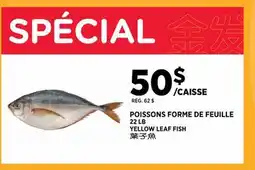 Kim Phat YELLOW LEAF FISH offer