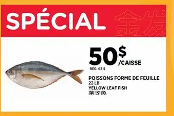 Kim Phat YELLOW LEAF FISH offer