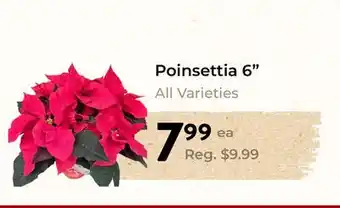 Marche Leo's Poinsettia 6 offer