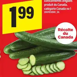 Maxi CONCOMBRES ANGLAIS offer