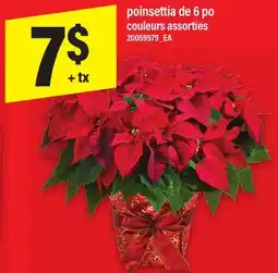 Maxi POINSETTIA DE 6 PO COULEURS ASSORTIES offer
