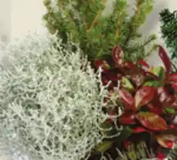 IGA CENTERPIECE OR FESTIVE GARDEN offer