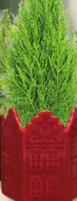 IGA CYPRESS TREE offer