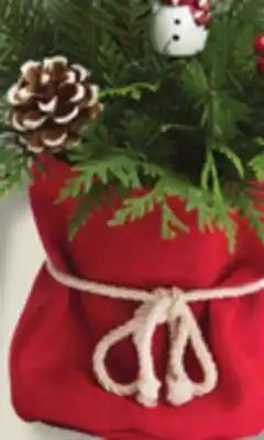 IGA BROMELIA, CENTERPIECE OR HOLIDAY TREE DECROATION KIT offer