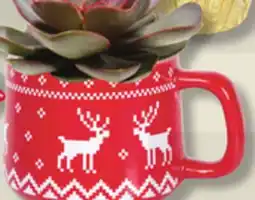 IGA CHRISTMAS CACTUS, POINSETTIA, FLOWER POT OR SUCCULENT offer