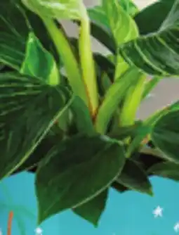 IGA FROSTY FERN, POLKA DOT OR CHRISTMAS BEACH PLANT offer