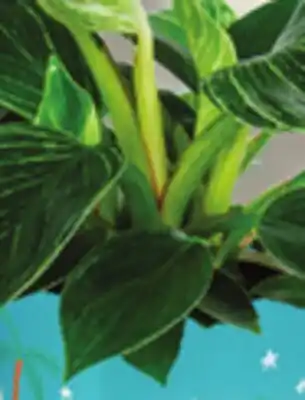 IGA FROSTY FERN, POLKA DOT OR CHRISTMAS BEACH PLANT offer