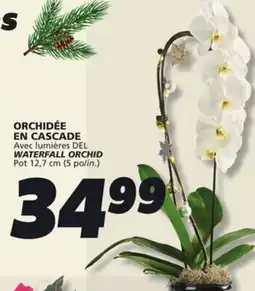 IGA WATERFALL ORCHID offer