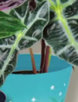 IGA CHRISTMAS BEACH PLANT offer