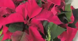 IGA POINSETTIA offer