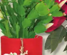 IGA CHRISTMAS CACTUS offer