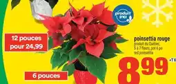 Super C POINSETTIA ROUGE | RED POINSETTIA offer
