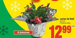 Super C CACTUS DE NOËL | CHRISTMAS CACTUS offer