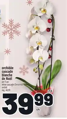 Metro ORCHIDÉE CASCADE BLANCHE DE NOËL | WHITE CASCADE CHRISTMAS ORCHID offer