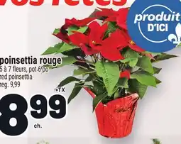 Metro POINSETTIA ROUGE | RED POINSETTIA offer
