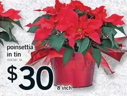 Fortinos 8 INCH POINSETTIA TIN offer